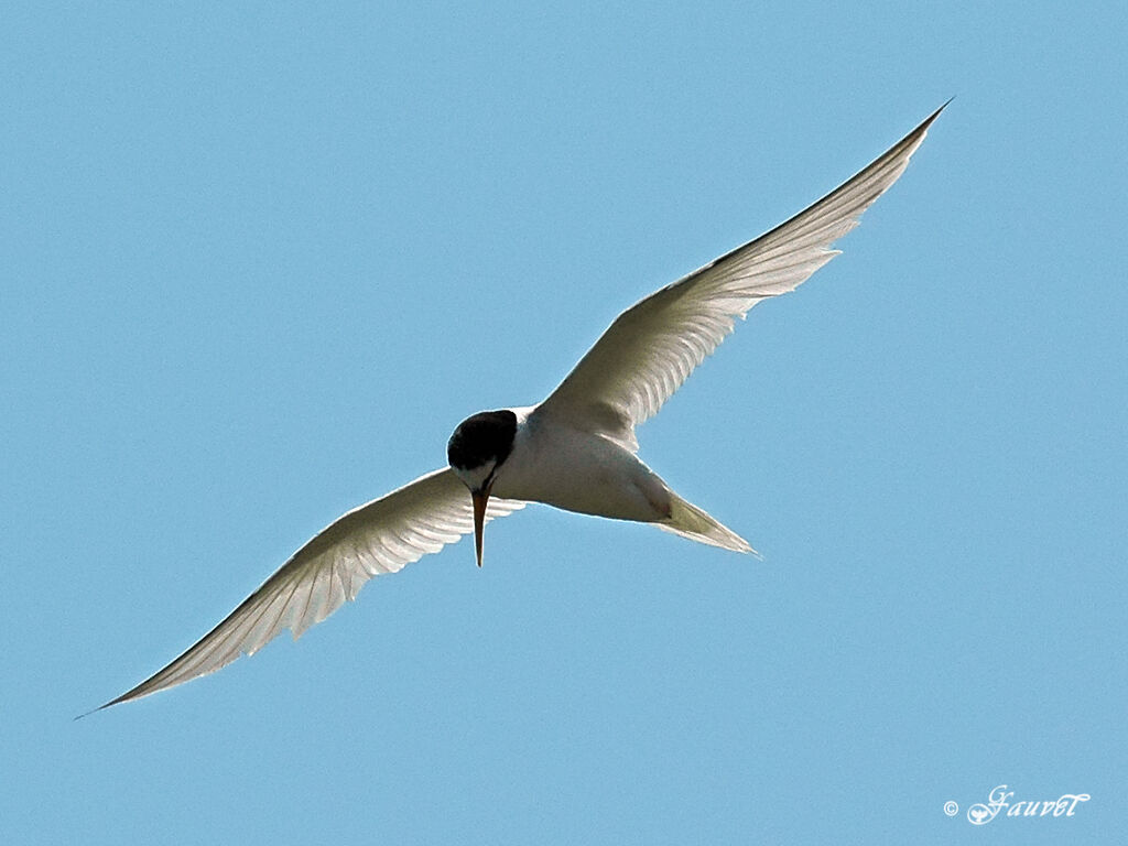 Common Tern