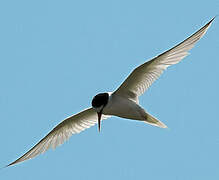 Common Tern