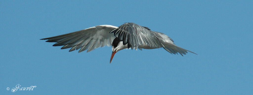 Common Tern