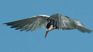 Common Tern