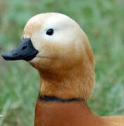 Ruddy Shelduck