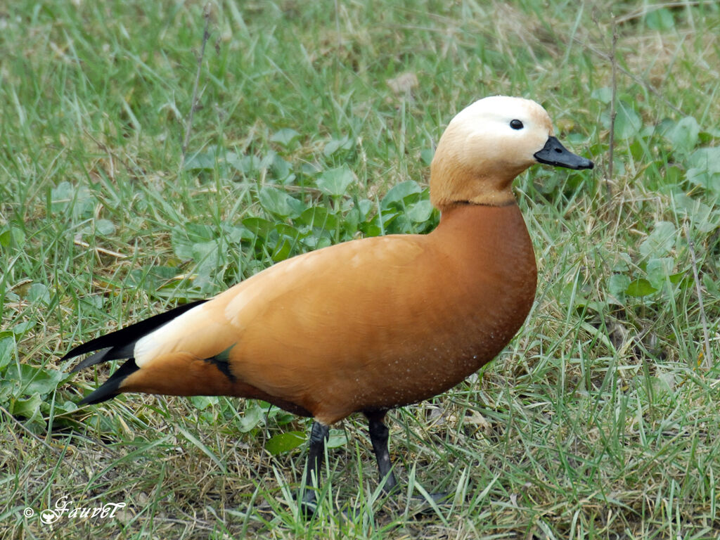 Ruddy Shelduck male adult