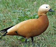 Ruddy Shelduck