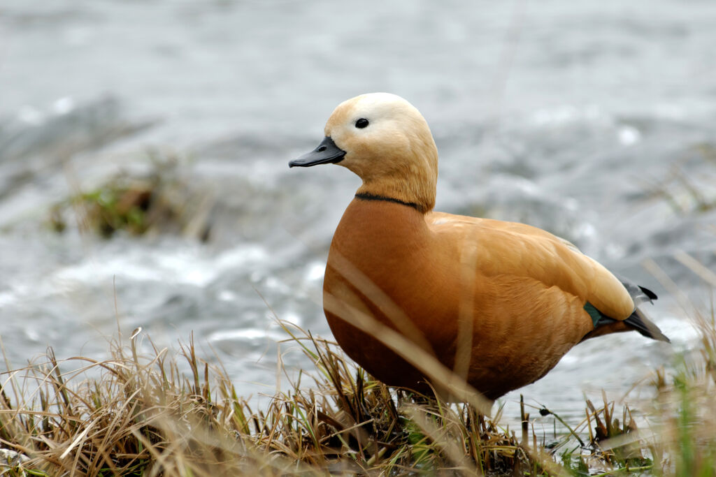 Ruddy Shelduck male adult post breeding, identification