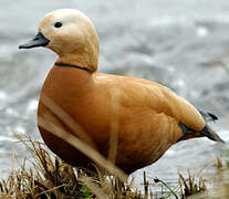 Ruddy Shelduck