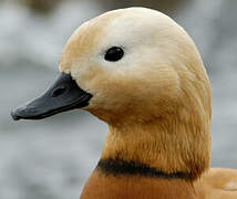 Ruddy Shelduck