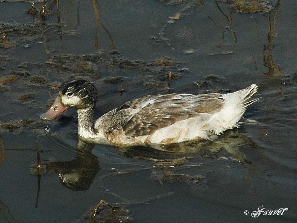 Common Shelduckjuvenile