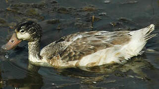 Common Shelduck