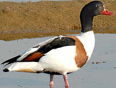 Common Shelduck