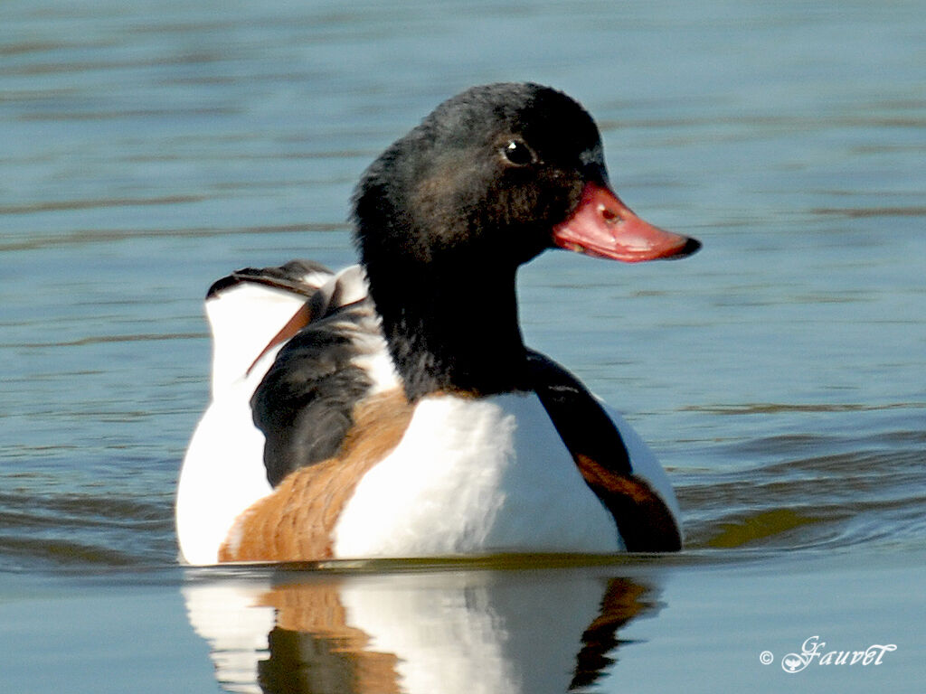 Common Shelduck