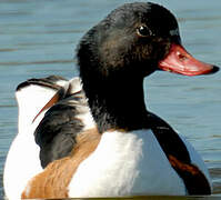 Common Shelduck