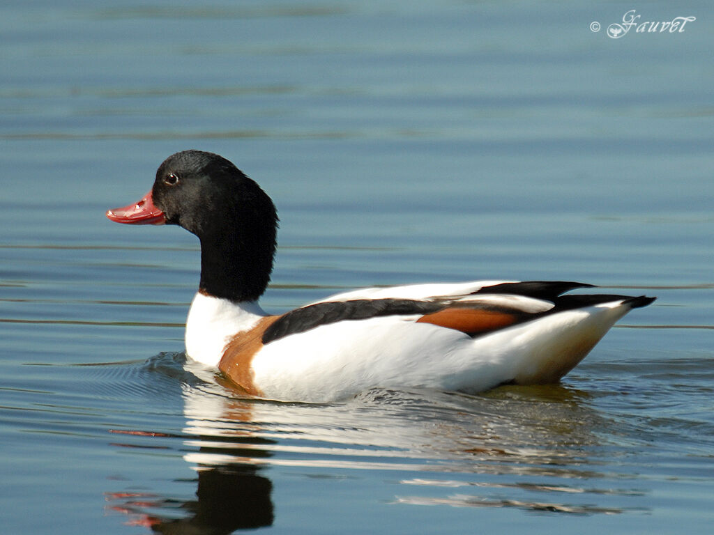 Common Shelduck