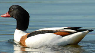 Common Shelduck