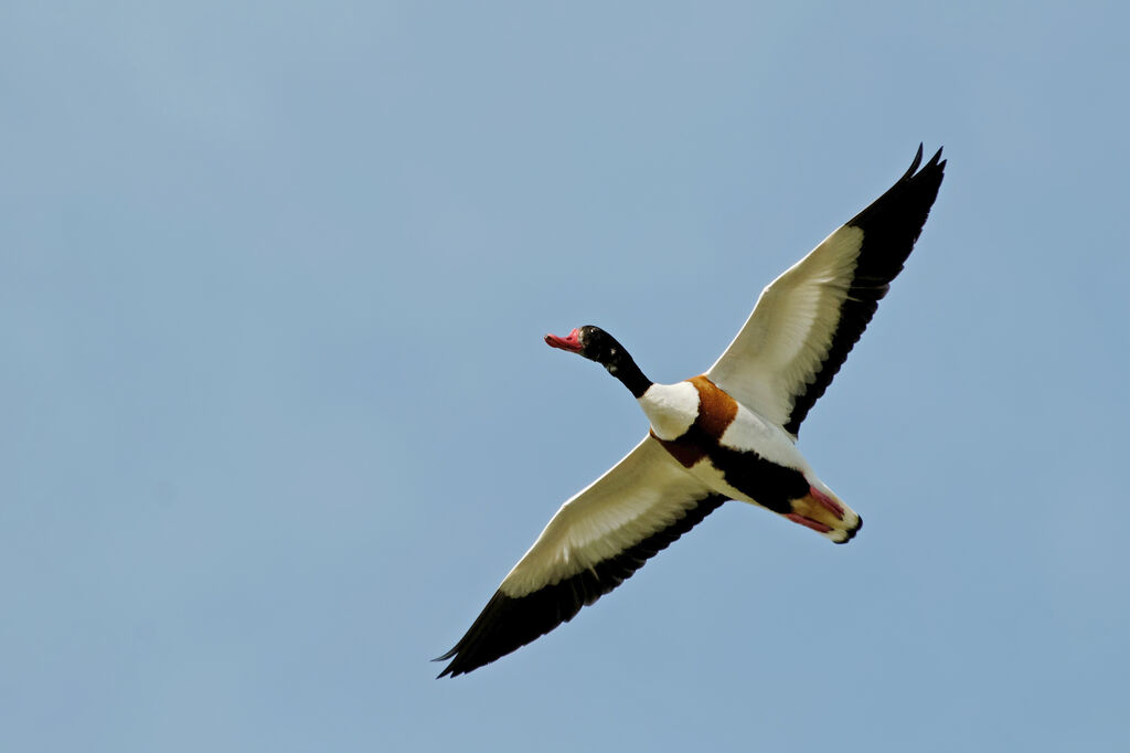 Common Shelduckadult breeding, Flight