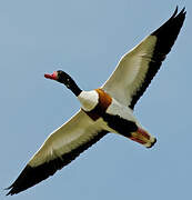 Common Shelduck