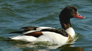 Common Shelduck