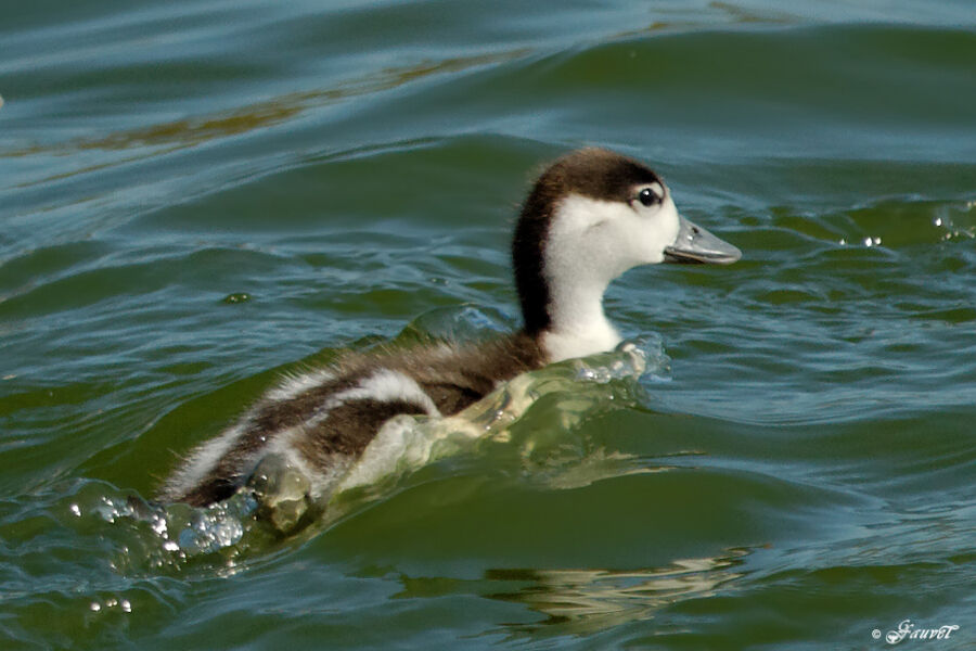 Tadorne de Belonjuvénile, identification