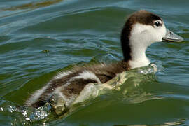 Common Shelduck