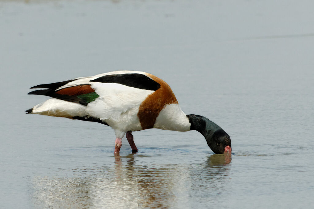 Common Shelduck male adult breeding, identification