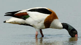 Common Shelduck