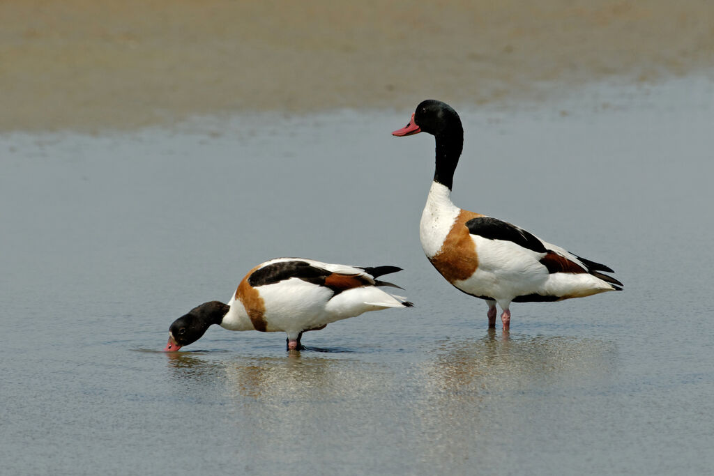 Common Shelduck adult breeding, identification