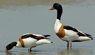 Common Shelduck