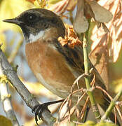 European Stonechat