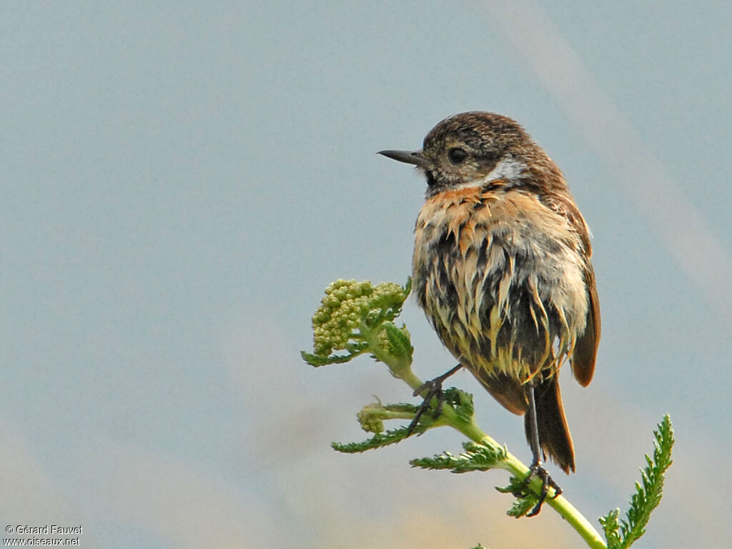 European Stonechat female adult