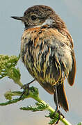 European Stonechat