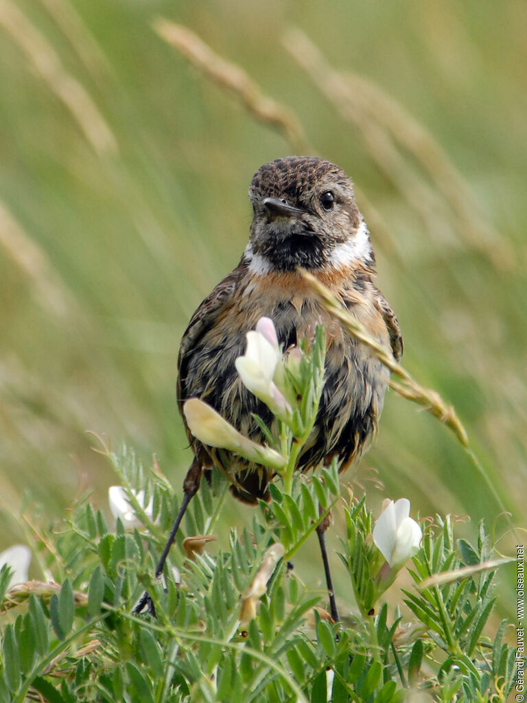 European Stonechat female adult