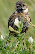 European Stonechat