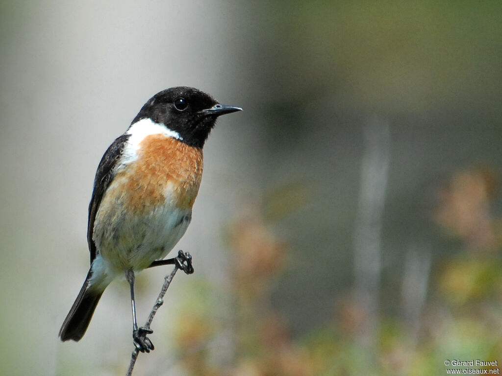 European Stonechat male adult, identification