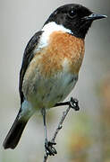 European Stonechat