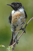 European Stonechat