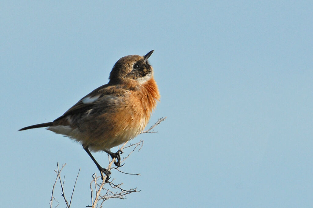 European Stonechat male, identification, Behaviour