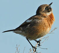 European Stonechat