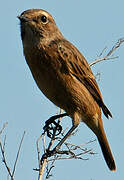 European Stonechat