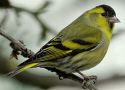 Eurasian Siskin