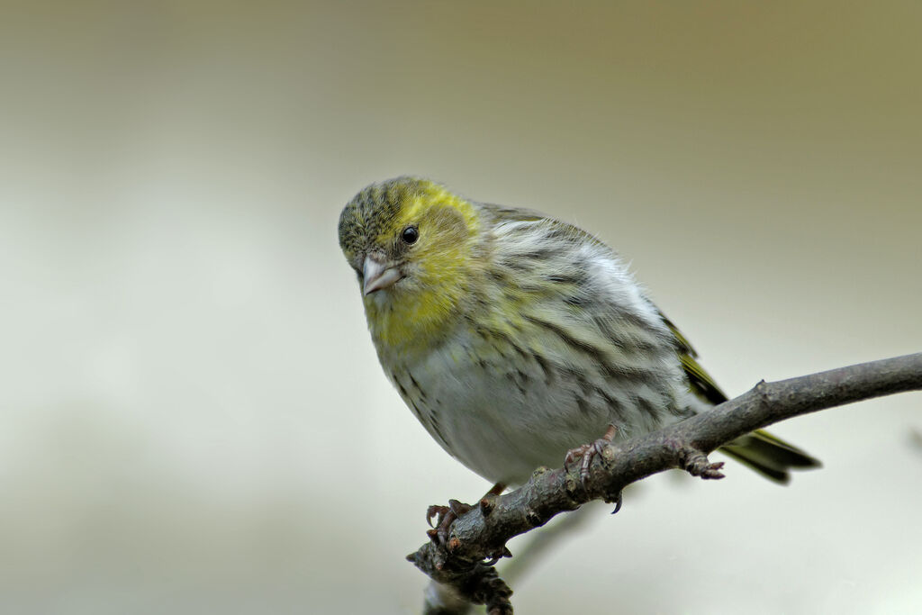 Eurasian Siskin female adult post breeding, identification