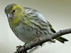 Eurasian Siskin