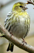 Eurasian Siskin