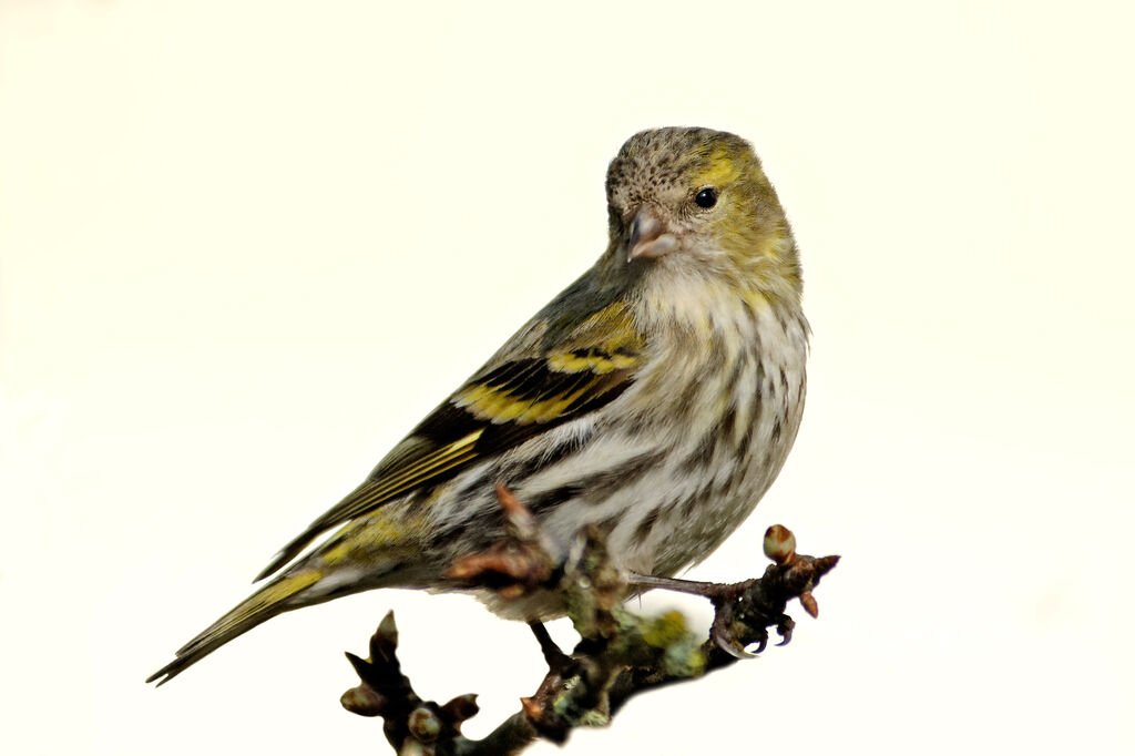 Eurasian Siskin female adult post breeding, identification