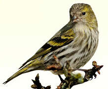 Eurasian Siskin