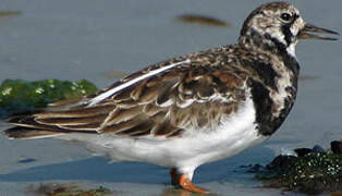 Ruddy Turnstone