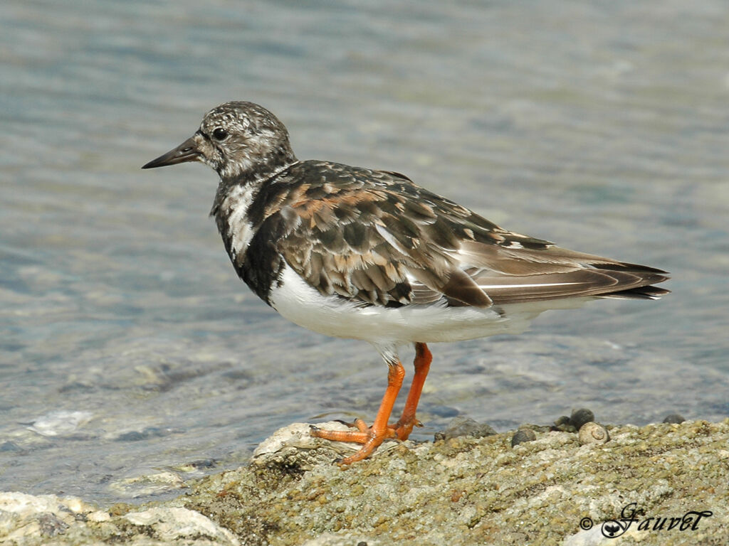 Ruddy Turnstone