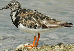 Ruddy Turnstone