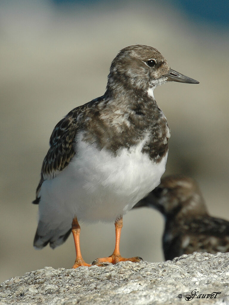 Ruddy Turnstone