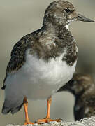 Ruddy Turnstone