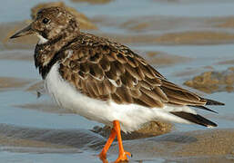 Ruddy Turnstone