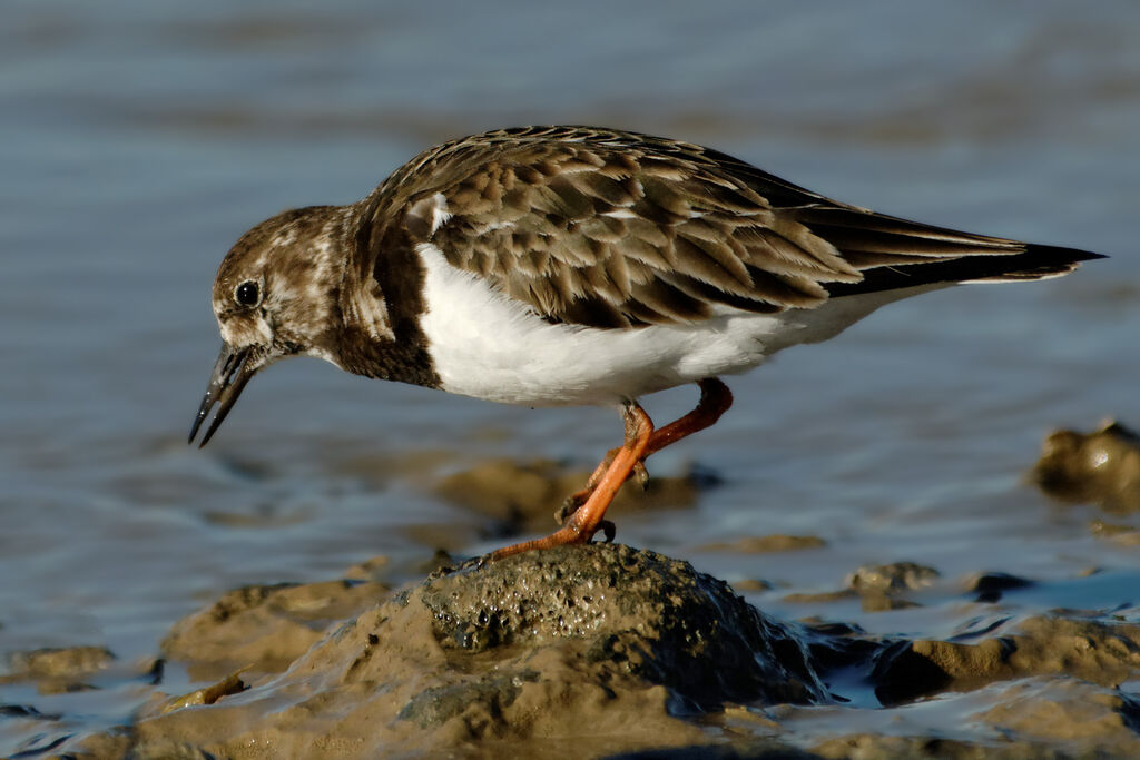 Ruddy Turnstone, identification